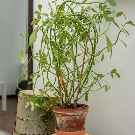 Pensión Bagosi Hajdubagos